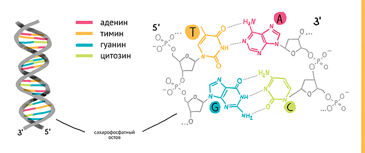 Секвенирование нуклеиновых кислот