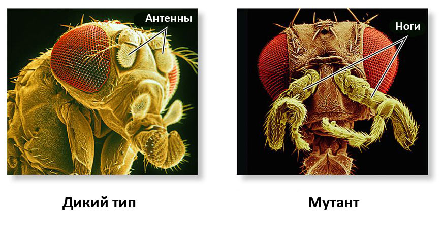 Голова плодовой мушки дикого типа и мутанта с нарушенной работой гена Antennapedia