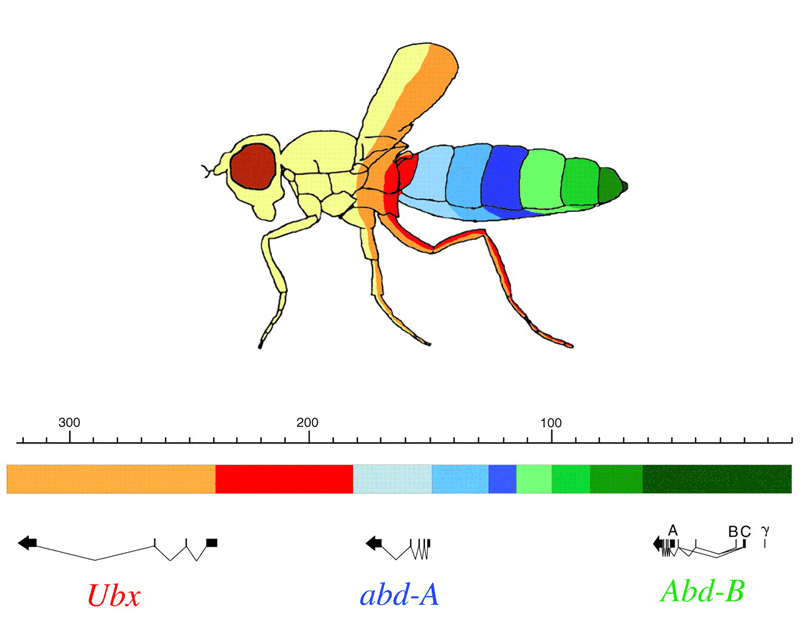 Схема Bithorax-комплекса генов плодовой мушки