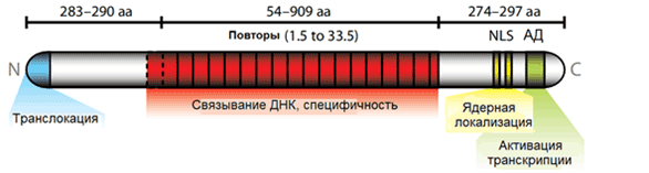 Строение TAL-эффектора