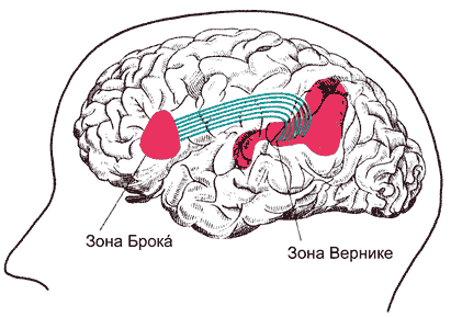 Центры речи