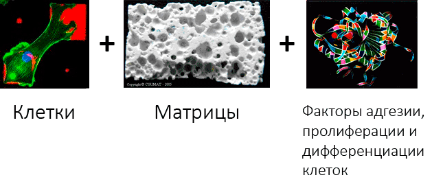 Состав биологически активного имплантата