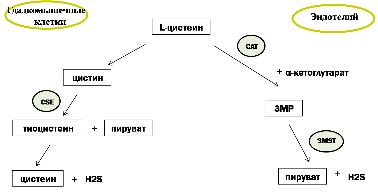 Схема синтеза сероводорода