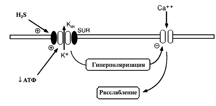 Влияние сероводорода на мембранные процессы