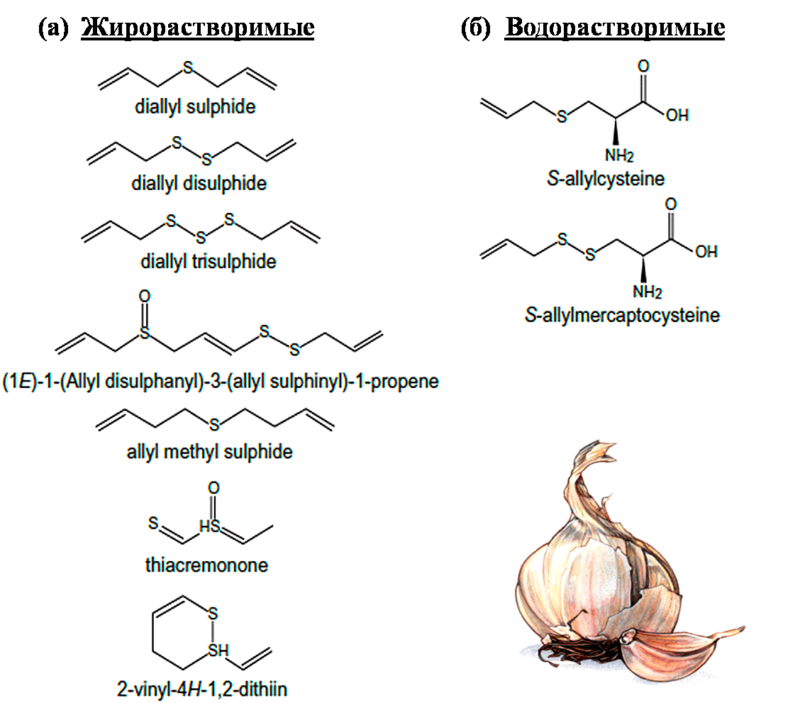 Серосодержащие соединения чеснока