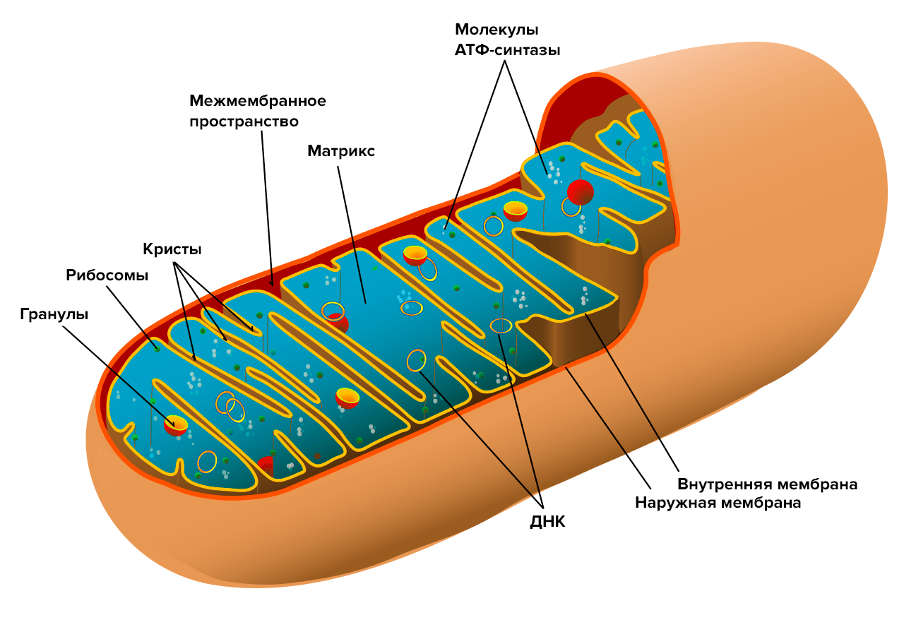 Схема строения митохондрии