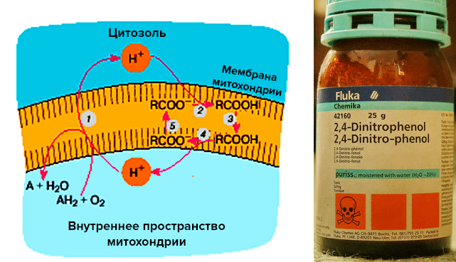 Перенос протонов органическими кислотами