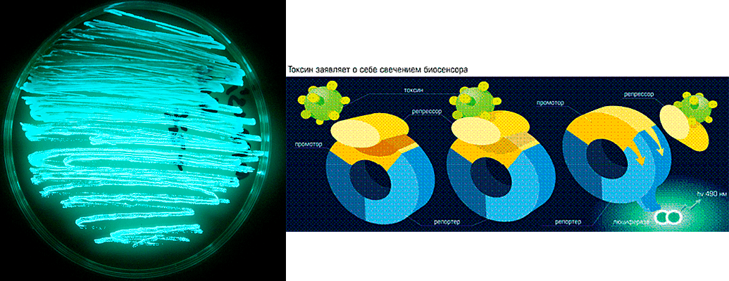 Светящиеся бактерии