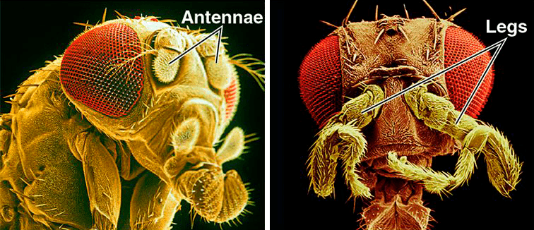 Мутация в гене Antennapedia