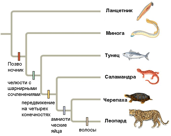 Полностью разрешенная кладограмма