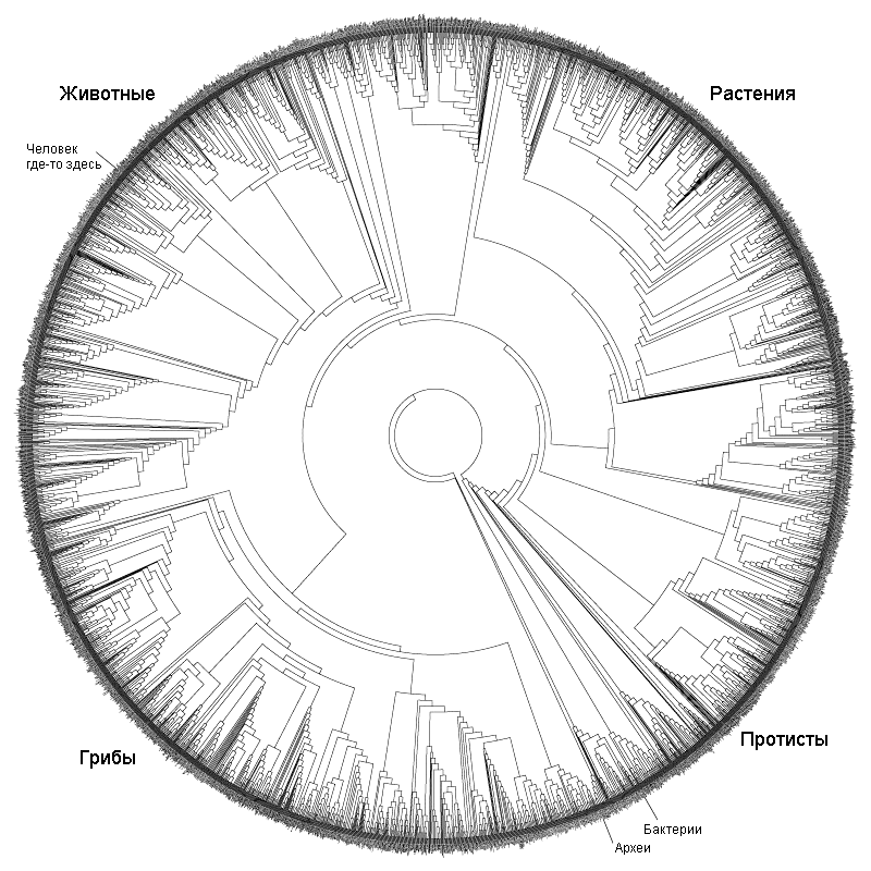 Филогения всех живых существ