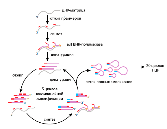 Упрощенная схема реакции MALBAC