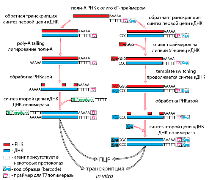 RNA-Seq