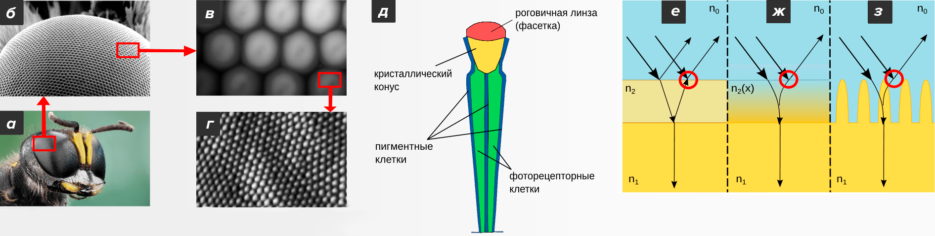 Устройство сложного глаза насекомых