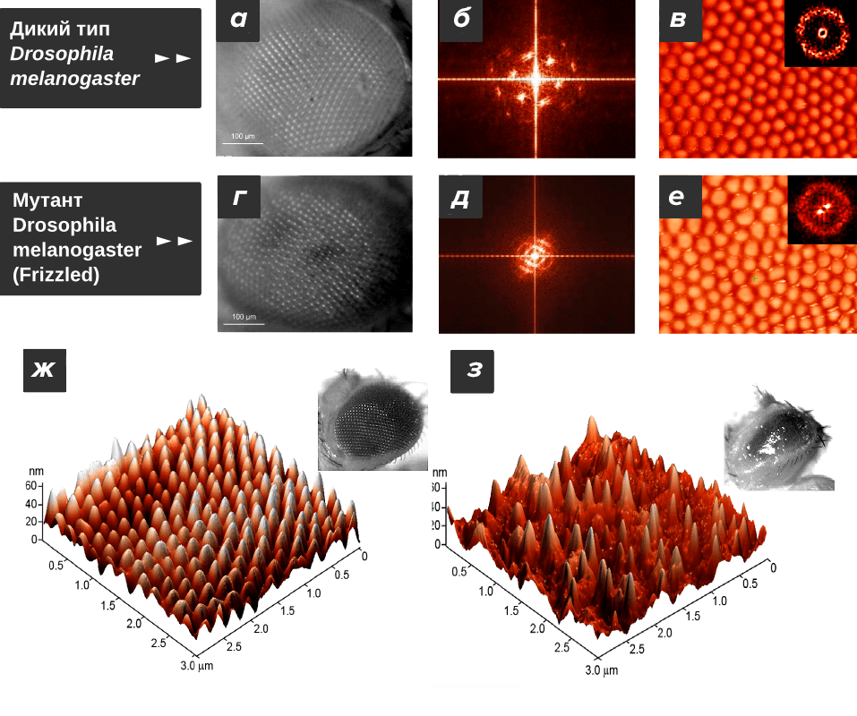 Наноструктура глаз Drosophila melanogaster