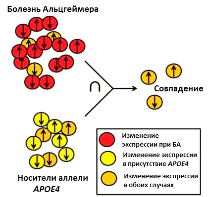 Экспрессия генов при болезни Альцгеймера и у носителей аллели APOE4