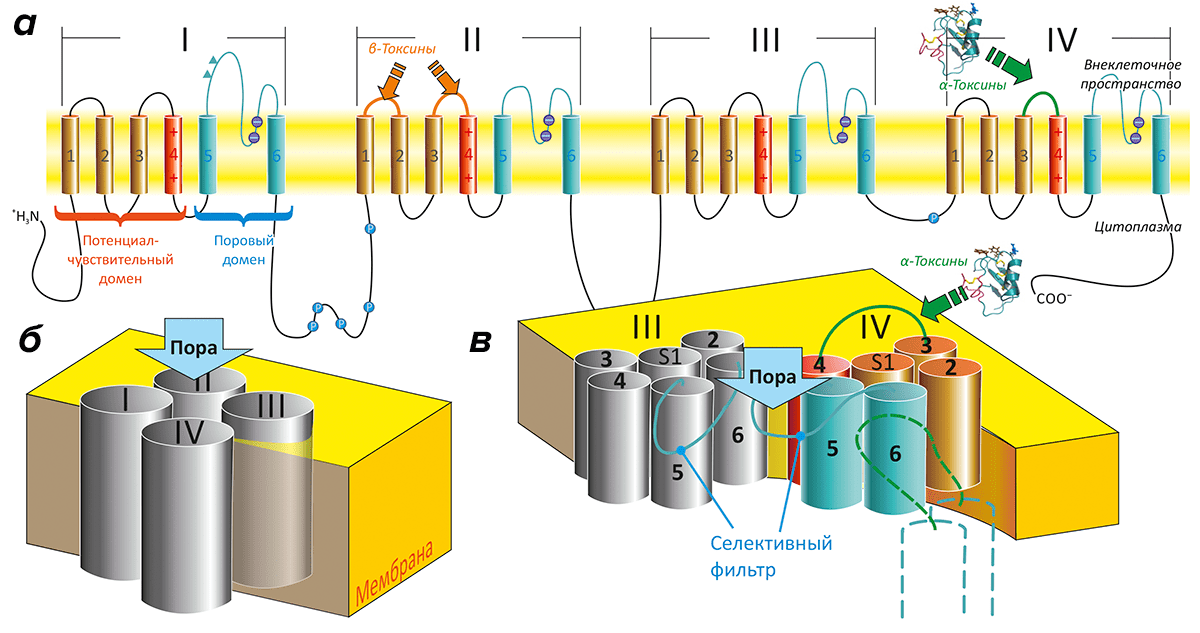 Строение потенциал-чувствительных натриевых каналов