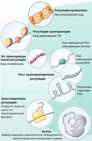 «Тайные коды» нашего генома