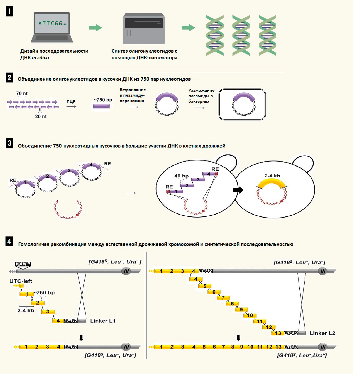 Основные этапы создания синтетической дрожжевой хромосомы