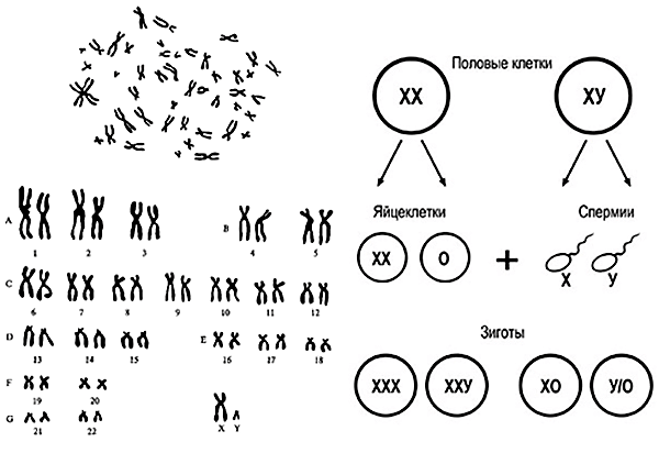 Хромосомы человека