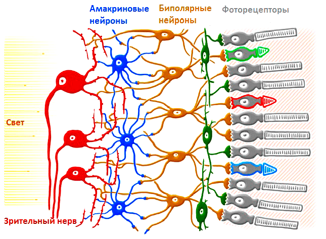 Строение сетчатки глаза млекопитающих