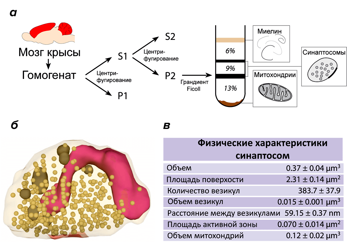 Синаптосомы