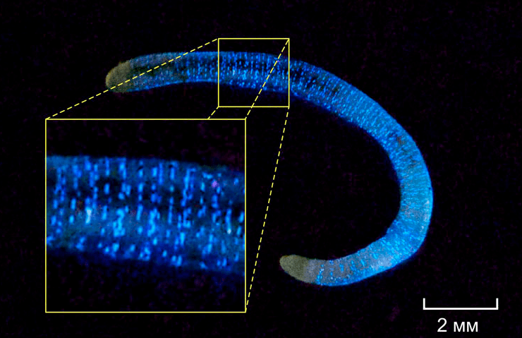 Свечение червя Fridericia heliota