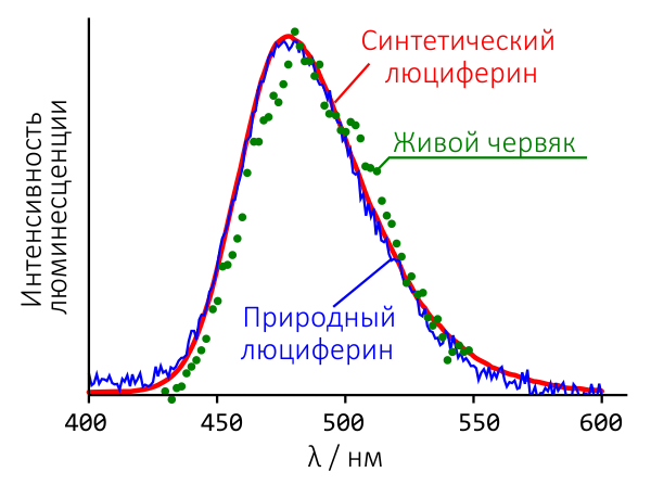 Спектры люминесценции червей