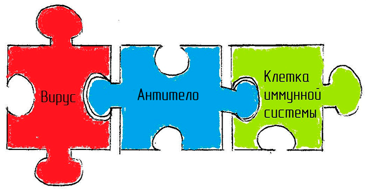 Моноклональные антитела направляют клетки иммунной системы на свою мишень