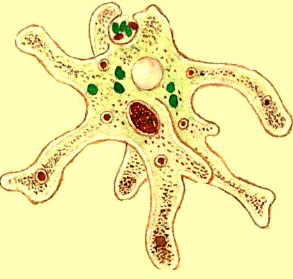 Амеба обыкновенная