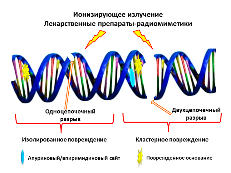 Действие ионизирующего излучения и лекарственных препаратов-радиомиметиков