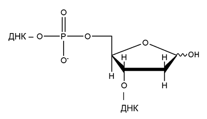 Апуриновый/апиримидиновый сайт