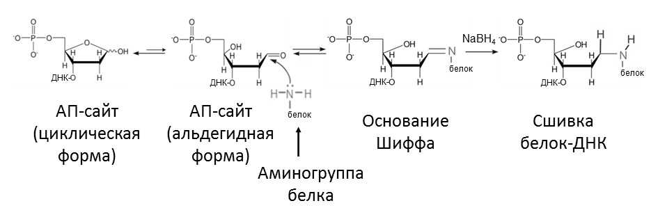 Схема сшивки белков с ДНК