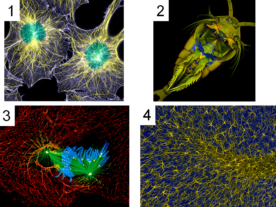 Флуоресцентные микрофотографии с галереи ежегодного конкурса Nikon Small World