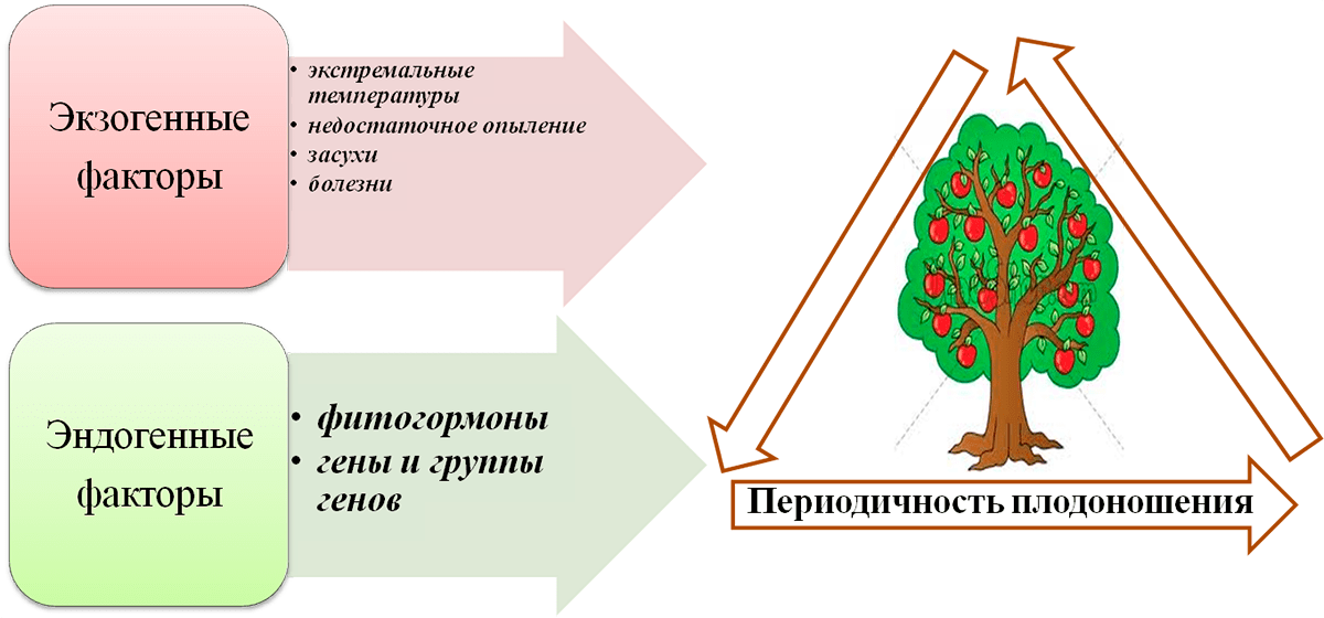 Факторы, влияющие на периодичность плодоношения плодовых культур