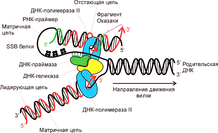 Репликация ДНК