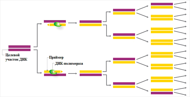 Полимеразная цепная реакция