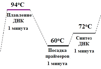 Цикл амплификации