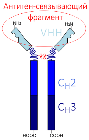 HCAb