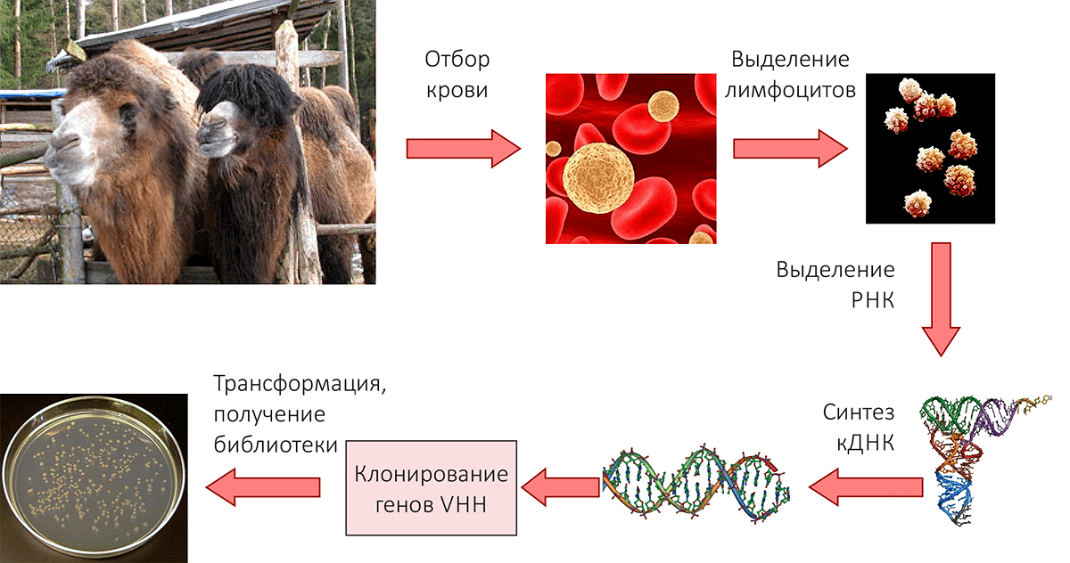 Схема получения библиотеки наноантител