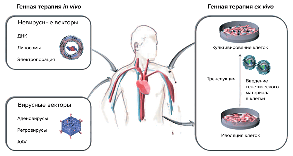 Две основные стратегии генной терапии