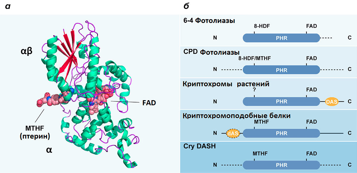 Строение фотолиазы