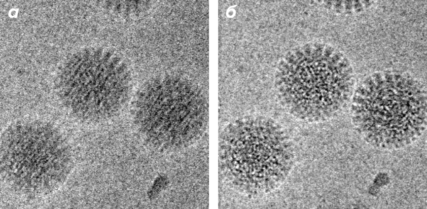 Коррекция позволяет получить крио-изображения вирусов с высокой четкостью