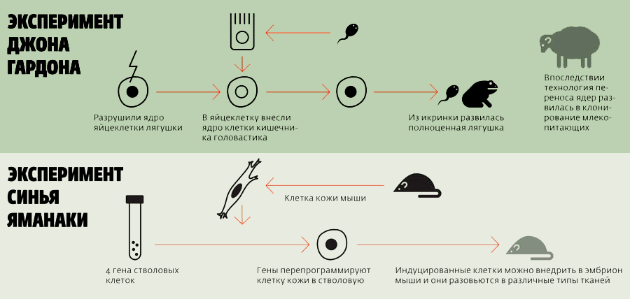 Клонирование лягушки Джоном Гёрдоном и получение ИПСК методом Синъя Яманаки