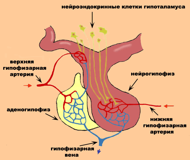 Устройство гипоталамо-гипофизарной системы