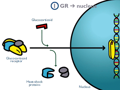 еханизм действия рецептора глюкокортикоидов