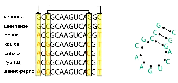 Консервативность пар оснований в гомологичных последовательностях