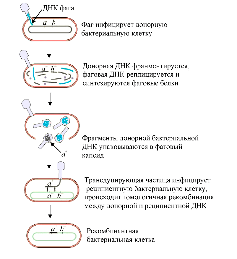 Схема общей трансдукции