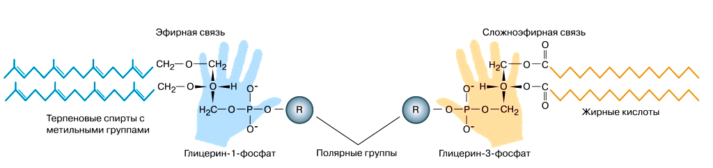 Строение мембранных липидов бактерий и архей