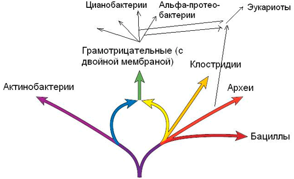 «Кольца жизни» по Лейку